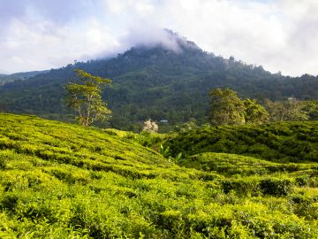 Borneo Family Wildlife Adventure
