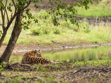 India Tiger Safari