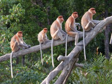 Borneo Tours