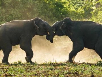 The dust flies as two male elephants do battle in Sri Lankas Yala National Park
