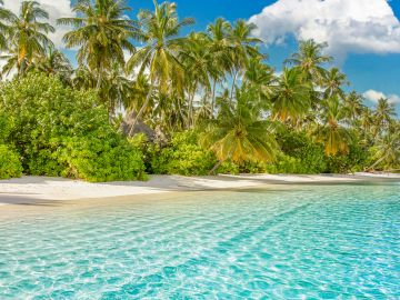 Marine Wildlife of the Maldives