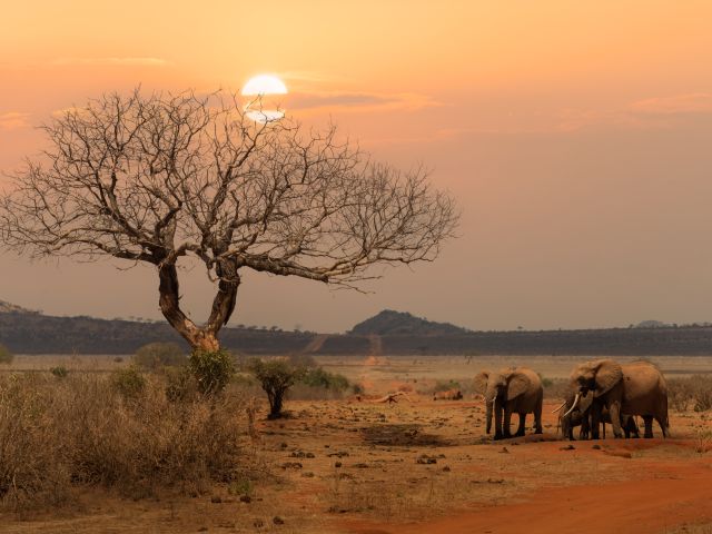 Free to Roam Project, Kenya