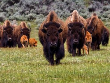 Yellowstone Wildlife Trails – Hotels