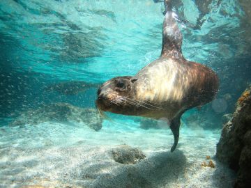 a swimming sea lion