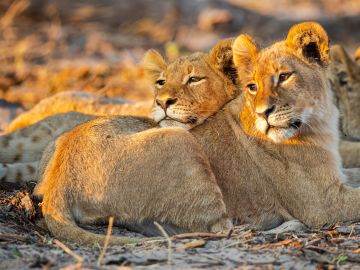 Botswana & Zimbabwe Lodge Safari
