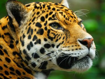 Land of the Jaguar