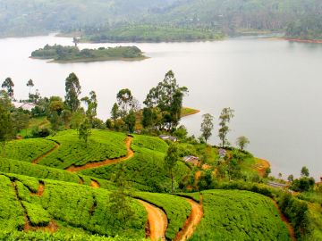 Sri Lanka-Tea plantation