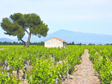 Cotes Du Ventoux Cycling