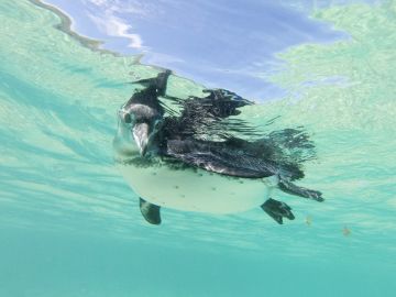 Galapagos Wildlife Cruise (Archipel I)