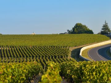 bordeaux-vineyards