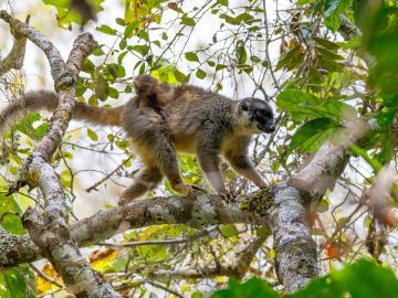 Perinet National Park