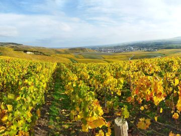 Cycle the Wine Route of Champagne