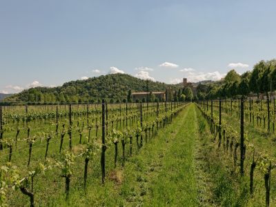 Walking in the Venetian Hills