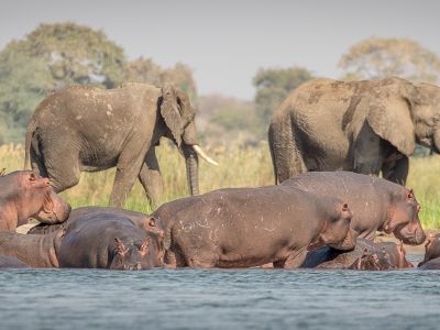 Zambezi Canoe Safari