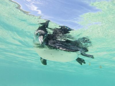 Galapagos Wildlife Cruise – Cachalote Explorer