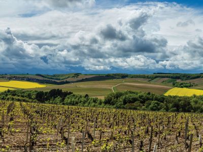 burgundy-vineyards-chablis