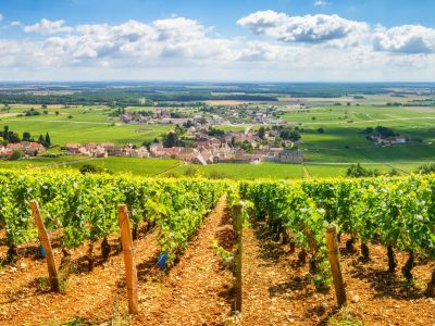 burgundy-vineyards