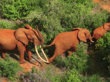 Tsavo Elephant