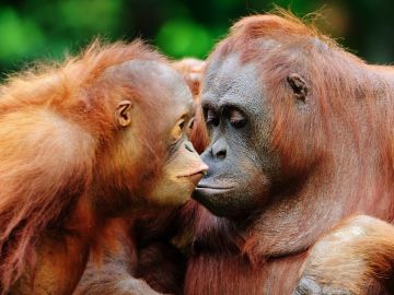 Orangutans in Borneo