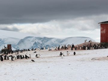 Gentoo penguin colony, Trinity Island