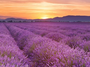 France Lavender Field