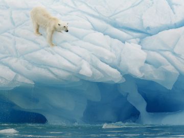 Spitsbergen Explorer: Wildlife Capital of the Arctic (2024)