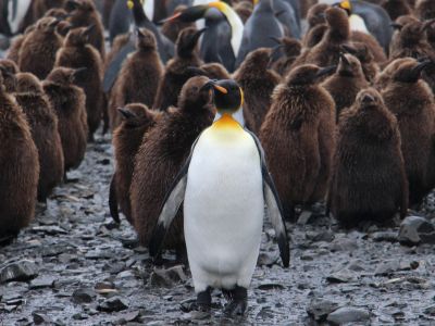 Epic Antarctica: Falklands, South Georgia & Antarctic Circle Crossing