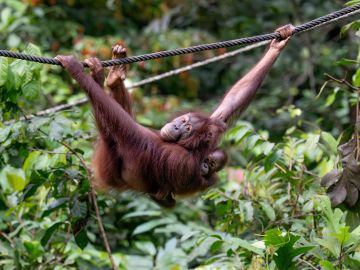 Borneo Family Wildlife Adventure
