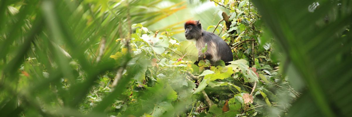 Five of the World’s Most Magnificent Animals to See in the Wild