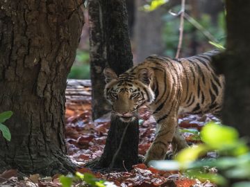 India Tiger Safari