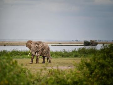 Free to Roam Project, Kenya