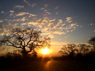 Essential Kruger Safari