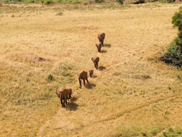 Free to Roam Project, Kenya