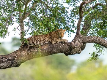 Botswana & Zimbabwe Lodge Safari