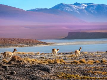 Altiplano