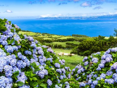 Walking in the Azores