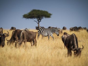 Lone Zebra, Masai Mara, Kenya