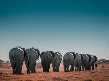 Where to Go for Your Next Wildlife Adventure?