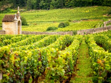 vineyards-burgundy