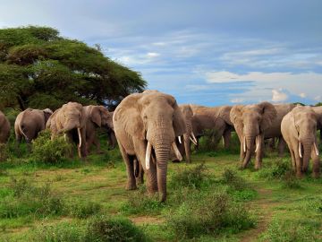 Kidepo Valley National Park