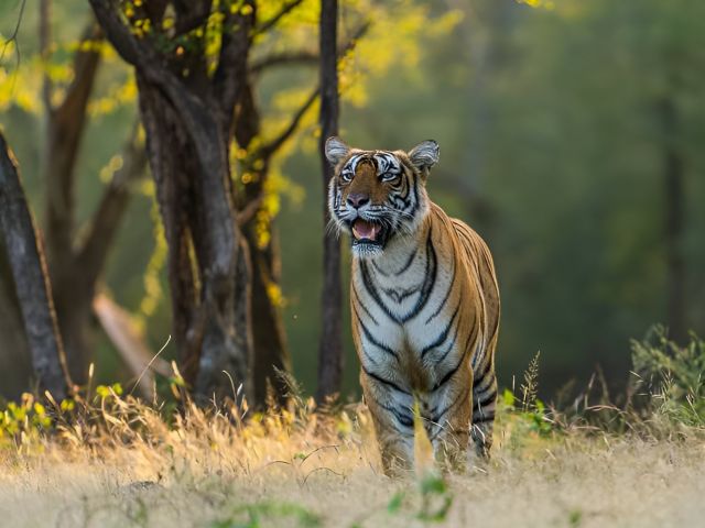 Tiger Habitat Project
