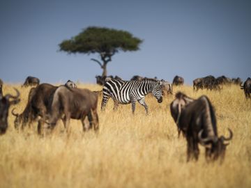 Lone Zebra, Masai Mara, Kenya