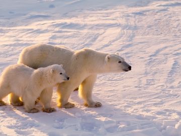 Canadian Arctic