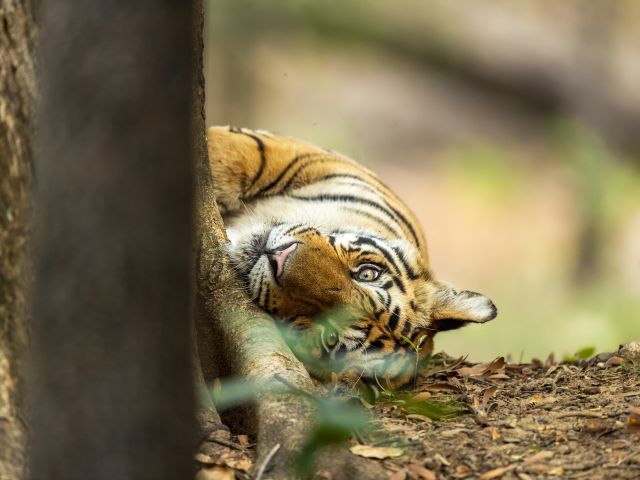 Tiger Habitat Project