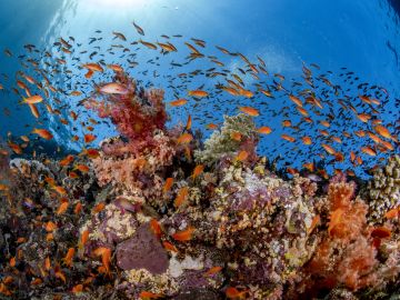 Snorkelling