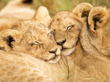 Lions cuddle in the wild