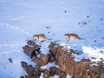 Search for Snow Leopards with Valerie Parkinson