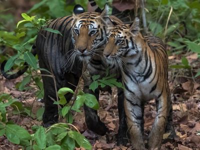 India Photography Safari with Paul Goldstein