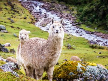 Essential Inca Trail