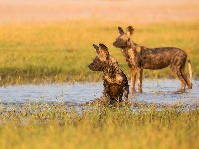 Botswana & Zimbabwe Lodge Safari
